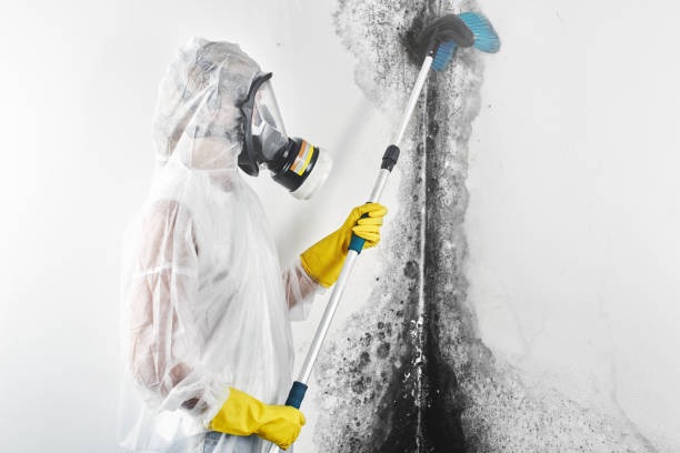 Mold Documentation for Insurance Claims in Amsterdam, NY
