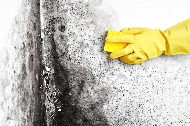 Best Environmental Consulting for Mold Prevention  in Amsterdam, NY