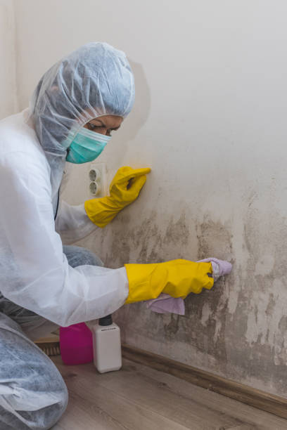 Best Residential Mold Inspection & Testing  in Amsterdam, NY