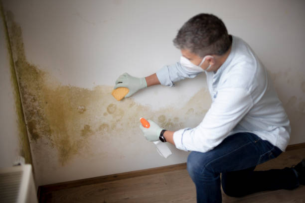 Best Real Estate Mold Inspection  in Amsterdam, NY