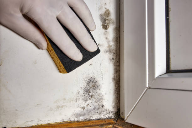 Best Mold Remediation for Healthcare Facilities  in Amsterdam, NY